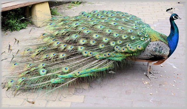 Peacock - Elizabeth Andre