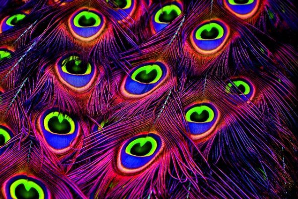 Peacock feathers